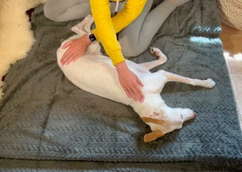 martina flocken - doggy fitness - hundephysio - hundefitness - hundemassage an der seite – entspannte hundephysiotherapie zuhause auf decke – anleitung aus onlinekurs für massage beim hund