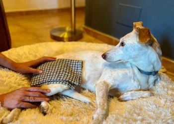 martina flocken - doggy fitness - hundephysio - hundefitness – Wärmewickel-Anwendung am Oberschenkel eines Seniorhundes zur Schmerzlinderung und Mobilitätsförderung – SeniorGLÜCK Onlinekurs