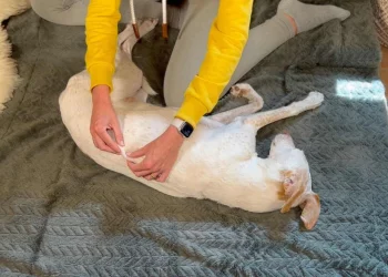 martina flocken - doggy fitness - hundephysio - hundefitness – Massagegriff am Rücken, Hund liegt entspannt auf Matte – praktische Anleitung aus dem Entspannt & Glücklich Hundemassagekurs