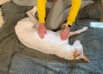 martina flocken - doggy fitness - hundephysio - hundefitness – Hund wird sanft am Rücken massiert, Beispielgriff aus dem Entspannt & Glücklich Massagekurs für Hunde