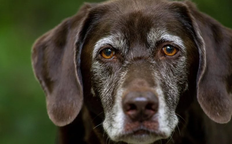 martina flocken - doggy fitness - gesundheitscheck für ältere hunde – was gemacht wird und weshalb er unverzichtbar ist - hundephysio - hundefitness