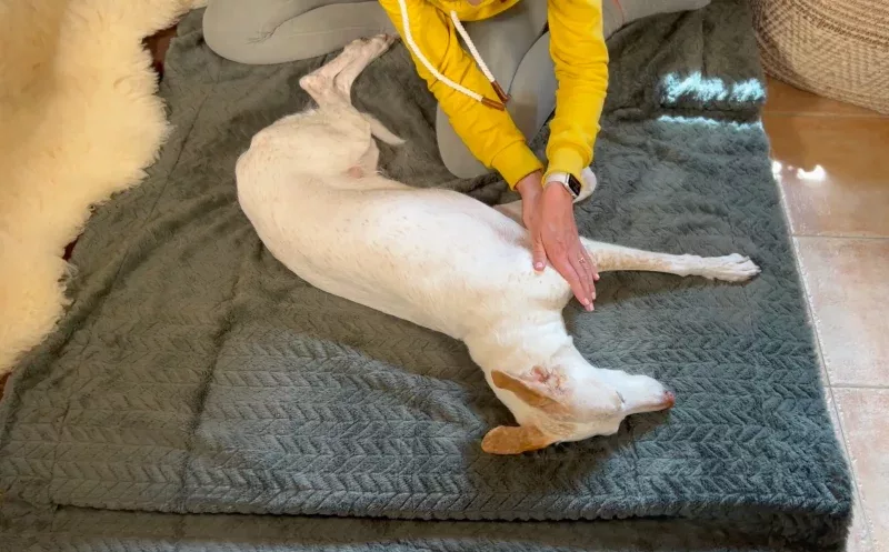 martina flocken - doggy fitness - hundephysio - hundefitness - massagegriffe für hunde zirkelungen