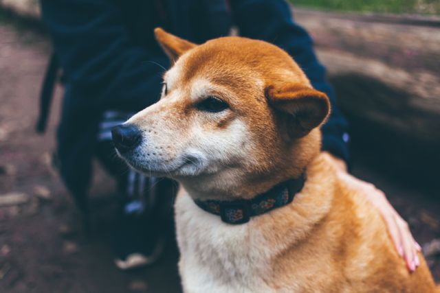 Doggy Fitness - Blog für Physiotherapie bei Hunden