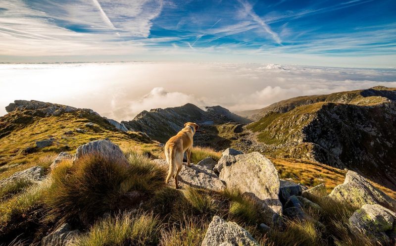 martina flocken - doggy fitness - wandern mit hund – für welchen hund eignet es sich, wie baut man es richtig auf und vermeidet Überlastung und verletzungen - hundephysio - hundefitness